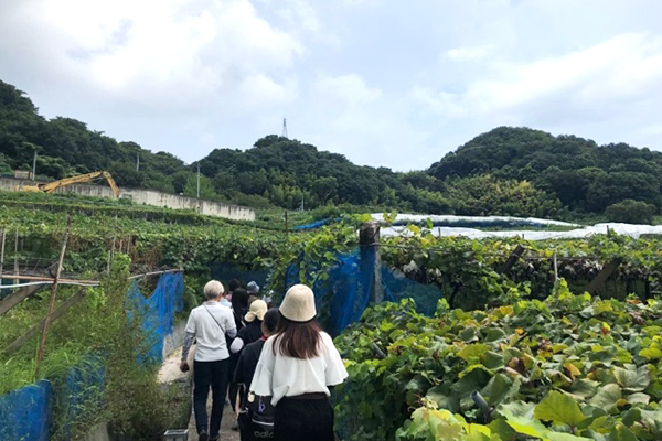 ブドウ畑見学の様子